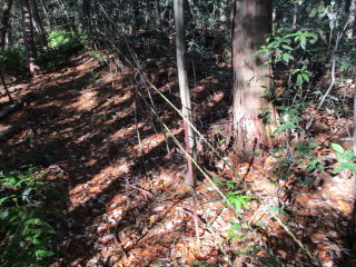 �g�����[�v