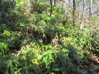 �R�V�_�̖���