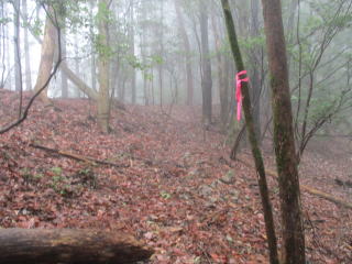 �������ƃs���N�e�[�v