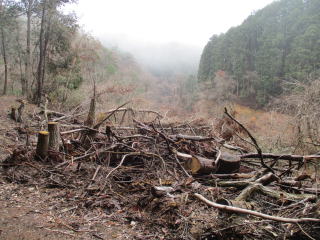 ���F����̒J