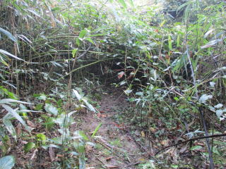 ヤブで行き止まり